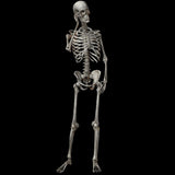 90cm Durable Simulation Humans Skeleton